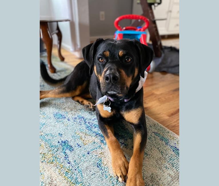Luci, a Rottweiler and Boxer mix tested with EmbarkVet.com