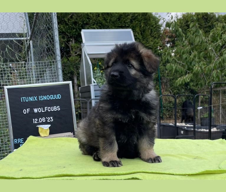 Nix, a German Shepherd Dog tested with EmbarkVet.com