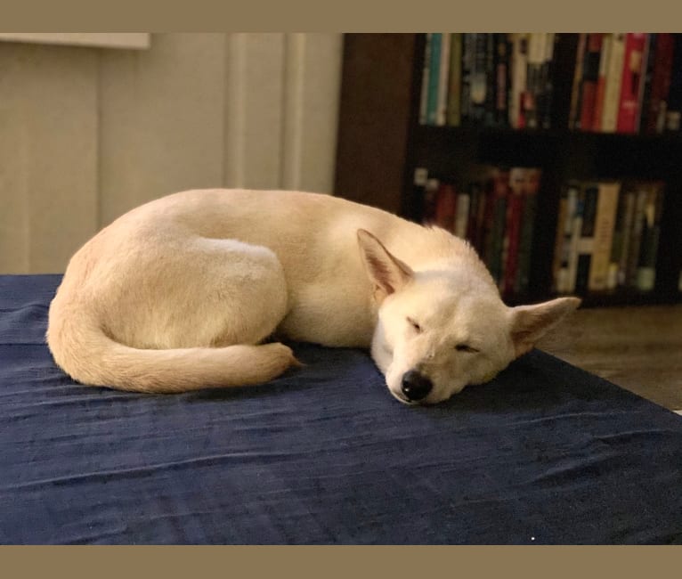 Nabi, a Japanese or Korean Village Dog tested with EmbarkVet.com