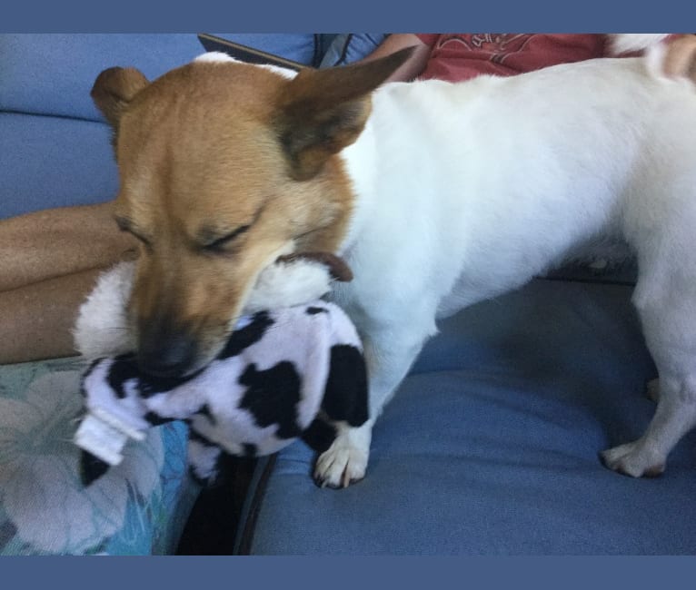 Photo of Tooey, a Chihuahua, Rat Terrier, Pomeranian, and Mixed mix in Honolulu, Hawaii, USA