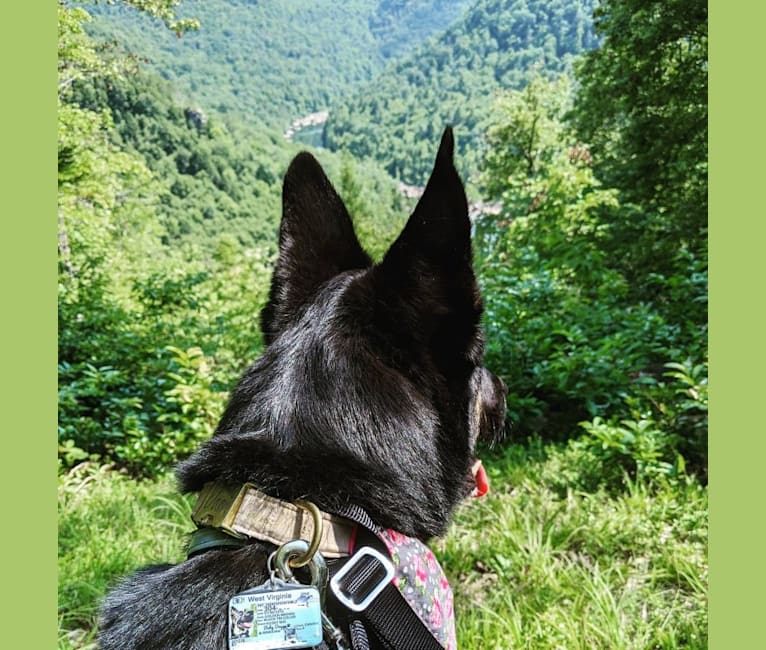 Photo of Josie, a Siberian Husky, German Shepherd Dog, Golden Retriever, and Saint Bernard mix in West Virginia, USA