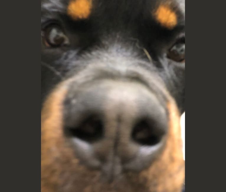 Rhino, a Rottweiler tested with EmbarkVet.com