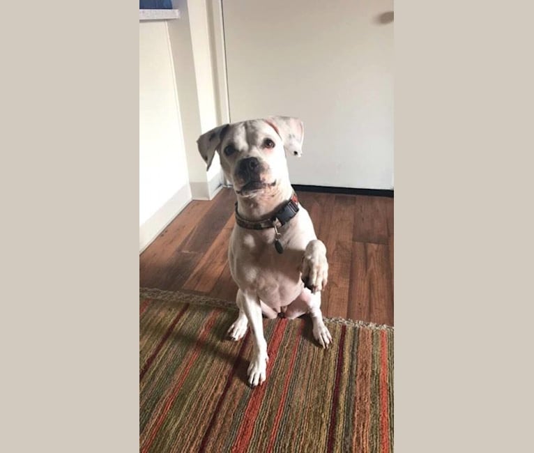 Embark Dog Dna Test Breed