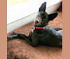 Roxie, a Formosan Mountain Dog tested with EmbarkVet.com