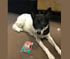 Lucy, a Formosan Mountain Dog tested with EmbarkVet.com