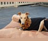 Nyla, a Greyhound tested with EmbarkVet.com