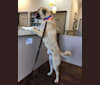 Koa, an Anatolian Shepherd Dog tested with EmbarkVet.com