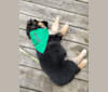 Charlie, a German Shepherd Dog and Australian Shepherd mix tested with EmbarkVet.com