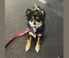 Photo of Kovu, a Pomeranian, Chihuahua, Miniature Pinscher, Yorkshire Terrier, and Poodle (Small) mix in Waterford, New York, USA