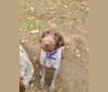 Photo of Scout, a Wirehaired Pointing Griffon  in North Dakota, USA