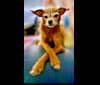 Photo of Tippy, a Chihuahua and Poodle (Small) mix in Gig Harbor, Washington, USA