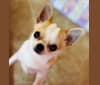 Finley, a Chihuahua tested with EmbarkVet.com