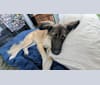 Oates, a West Asian Village Dog tested with EmbarkVet.com