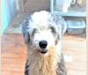Wally, an Old English Sheepdog tested with EmbarkVet.com