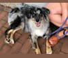 Mila, a Labrador Retriever and Siberian Husky mix tested with EmbarkVet.com