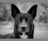 Misha, a Canaan Dog tested with EmbarkVet.com
