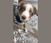 Photo of Harrison, an Australian Shepherd, Border Collie, American Eskimo Dog, and Collie mix in Mechanicsburg, Pennsylvania, USA