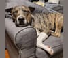 Latke, an American Pit Bull Terrier and Australian Cattle Dog mix tested with EmbarkVet.com