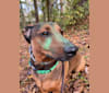 Dean, a Dachshund and German Shepherd Dog mix tested with EmbarkVet.com