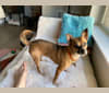 Bella Benson, a Chihuahua and Pomeranian mix tested with EmbarkVet.com