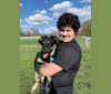 Brutus, an Australian Shepherd and Labrador Retriever mix tested with EmbarkVet.com