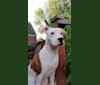 Photo of Perri, an American Pit Bull Terrier, Boxer, and American Staffordshire Terrier mix in West Virginia, USA