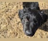 Aloe Vera, a Rottweiler and Border Collie mix tested with EmbarkVet.com