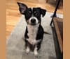 Ollie, a Chihuahua and Shih Tzu mix tested with EmbarkVet.com