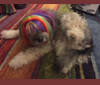 Puff, an European Village Dog and Lhasa Apso mix tested with EmbarkVet.com