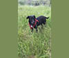 Pippi, a Staffordshire Terrier and Labrador Retriever mix tested with EmbarkVet.com