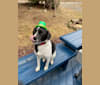 Lily, a Chihuahua and Rat Terrier mix tested with EmbarkVet.com