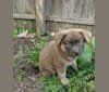 Photo of Poco, an American Pit Bull Terrier, Chow Chow, American Staffordshire Terrier, and Mixed mix in Greenville, South Carolina, USA
