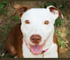 RayneBug, an American Pit Bull Terrier and Rottweiler mix tested with EmbarkVet.com