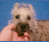 Leo, a Cairn Terrier tested with EmbarkVet.com