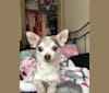 Photo of Chiko, a Chihuahua mix in Graham, Washington, USA