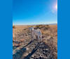 Photo of Mojito (aka Jito), a Great Pyrenees, German Shepherd Dog, and Mixed mix in Austin, Texas, USA