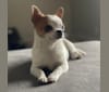 Primrose, a Chihuahua tested with EmbarkVet.com
