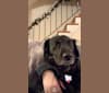 Zeke, a Golden Retriever and Bluetick Coonhound mix tested with EmbarkVet.com