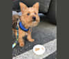 Scrappy, a Silky Terrier and Pomeranian mix tested with EmbarkVet.com