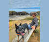 Rush, an Australian Cattle Dog tested with EmbarkVet.com
