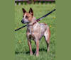 Mango, an Australian Cattle Dog and Chow Chow mix tested with EmbarkVet.com