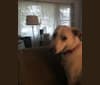 Lucy, a German Shepherd Dog and Beagle mix tested with EmbarkVet.com