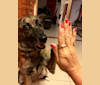 Zoey, a Formosan Mountain Dog tested with EmbarkVet.com