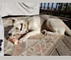 Albert Wolfie, a German Shepherd Dog and Siberian Husky mix tested with EmbarkVet.com