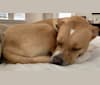 Leo, an American Pit Bull Terrier and Labrador Retriever mix tested with EmbarkVet.com