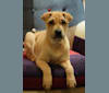 Delilah Pei, a Hong Kong Village Dog tested with EmbarkVet.com