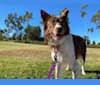 Ruthie, an European Village Dog tested with EmbarkVet.com