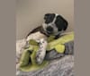 Milo, a Border Collie and Pointer mix tested with EmbarkVet.com