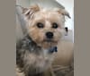 Teddy, a Yorkshire Terrier and Maltese mix tested with EmbarkVet.com