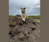 Frank, an Australian Cattle Dog and German Shepherd Dog mix tested with EmbarkVet.com